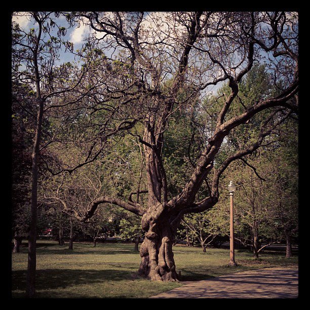 Catalpa Tree in Tower Grove Park