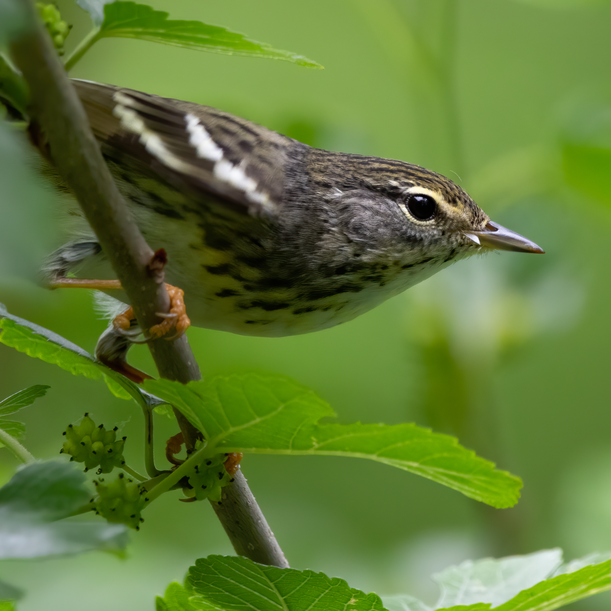 Blackpoll Warbler, Forest Park