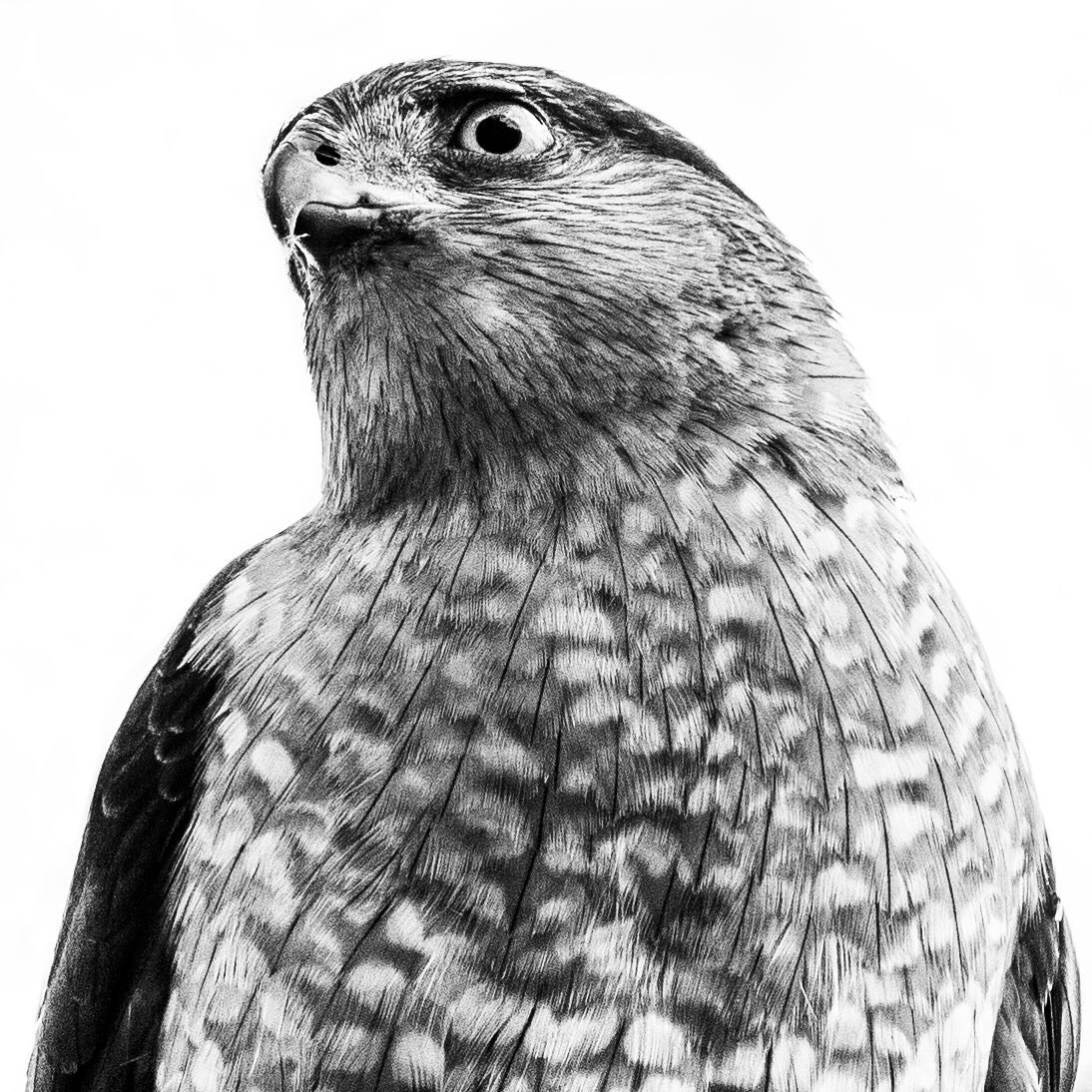 Cooper's Hawk, Campbell House Museum