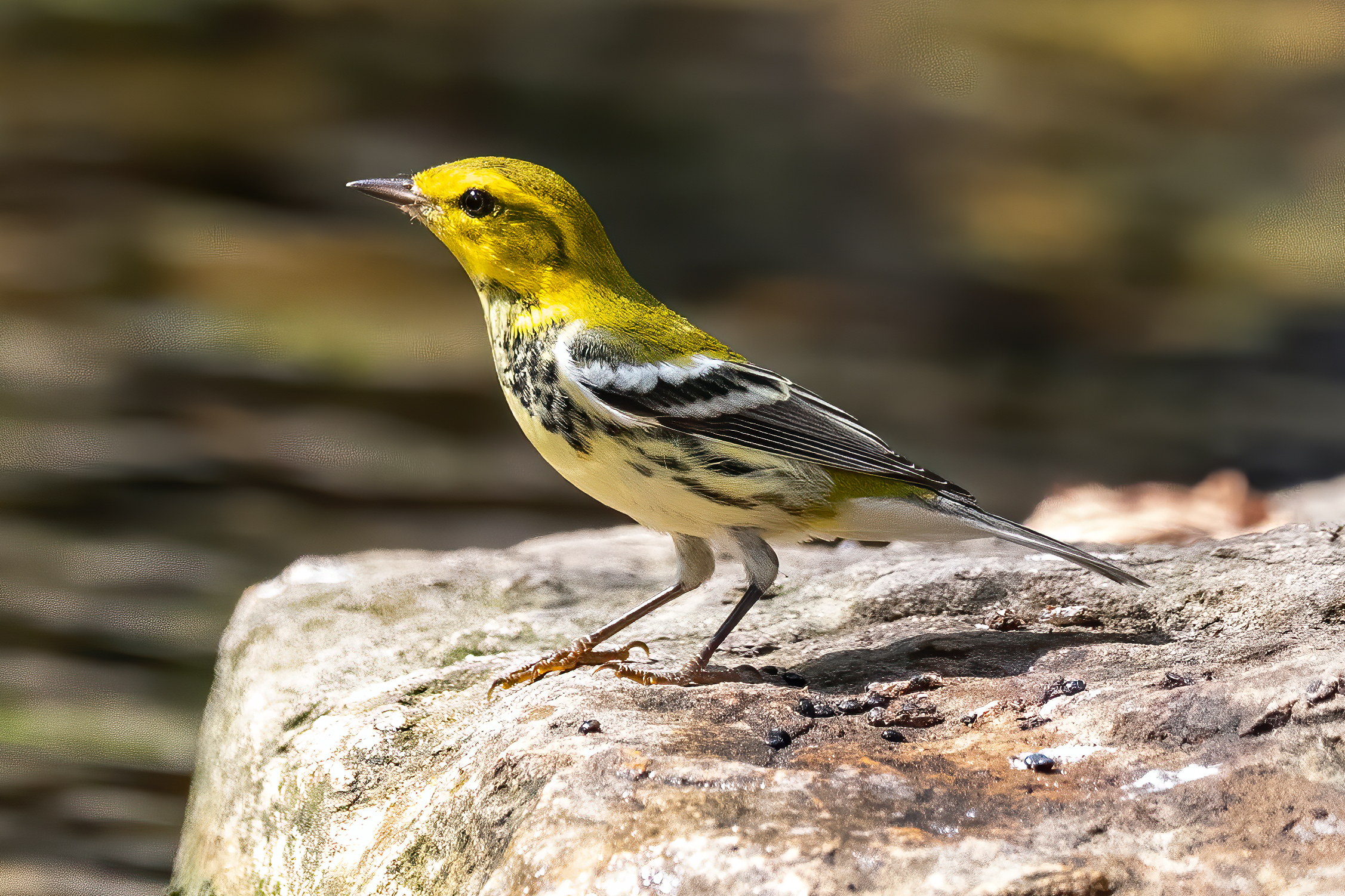 Black-throated Green Warbler, Tower Grove Park