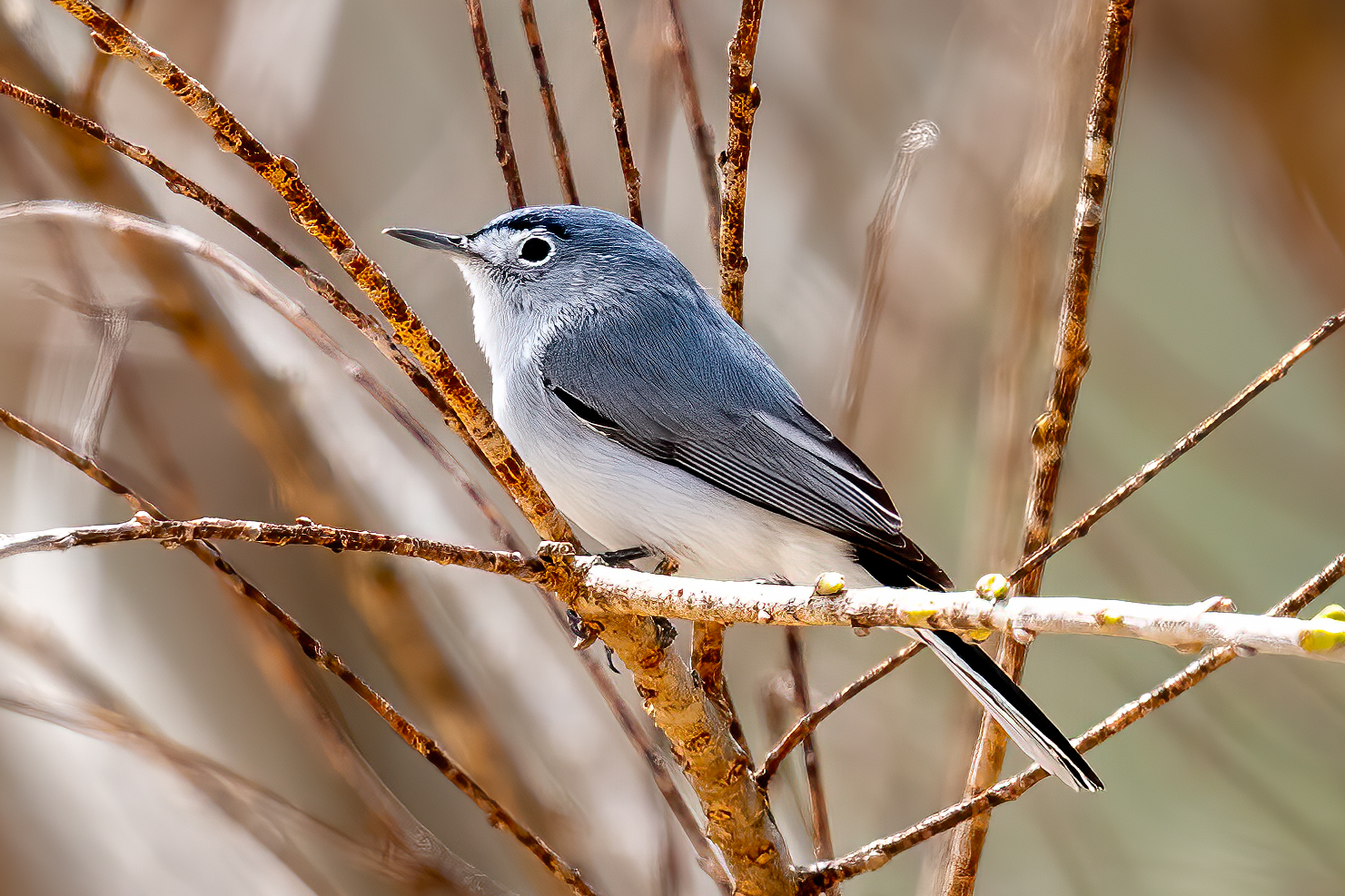 Blue-gray Gnatcatcher, Shaw Nature Reserve