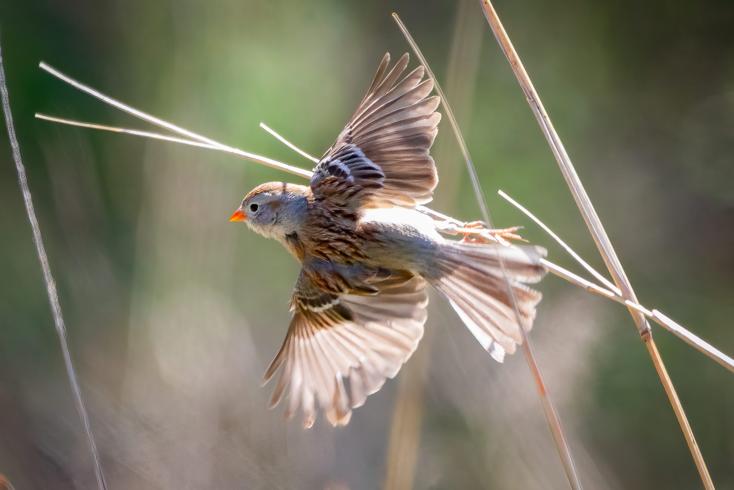 Field Sparrow, Columbia Bottom CA