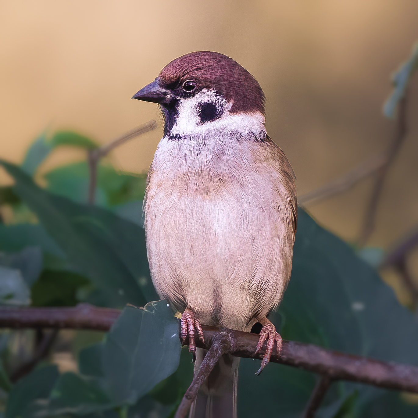 Eurasian Tree Sparrow, Smiley Feeders