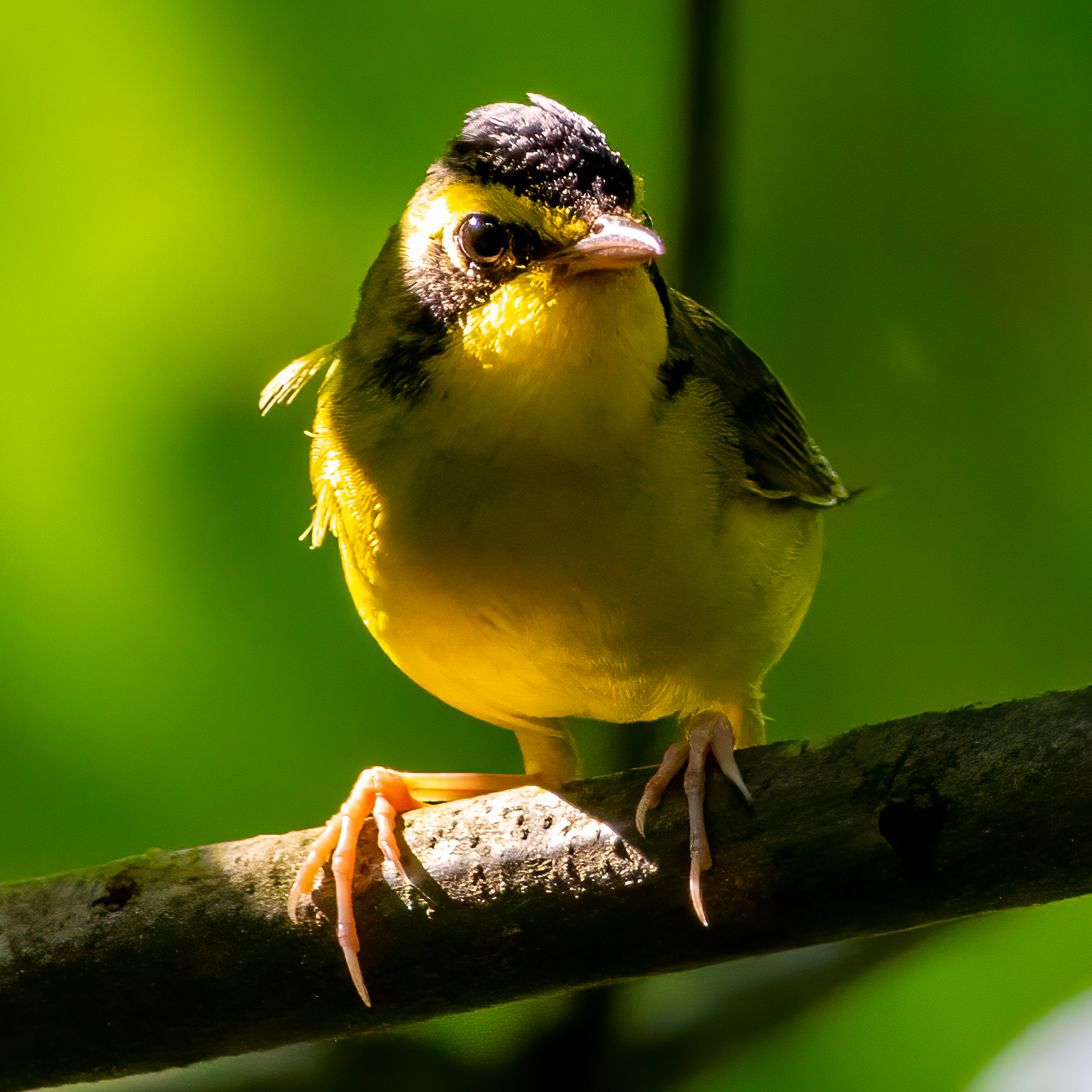 Kentucky Warbler, Tower Grove Park