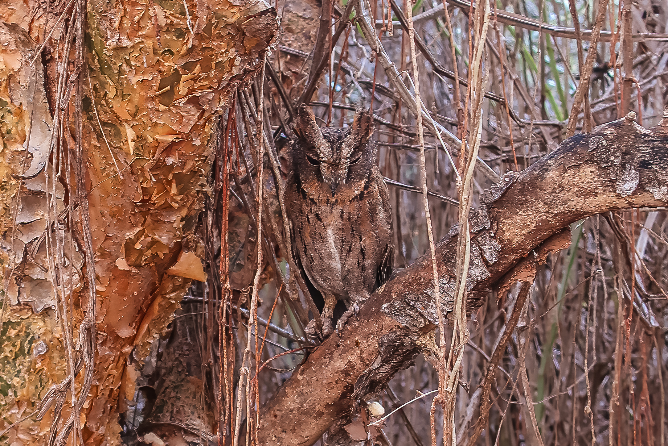 Malagasy Scops Owl, Berenty, Madagascar