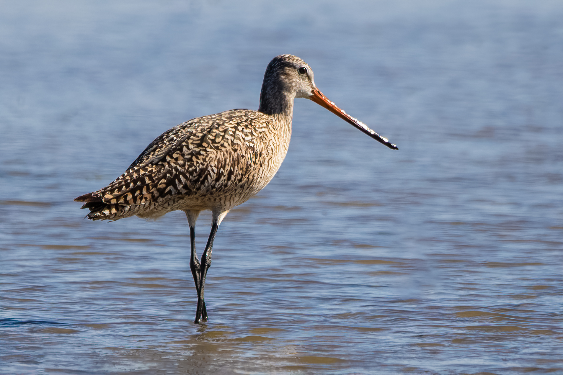 Marbled Godwit, St. Charles County