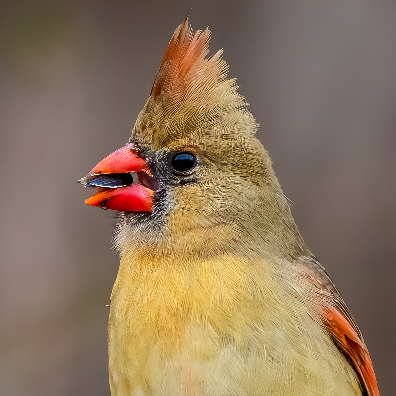 Northern Cardinal, Smiley Feeders