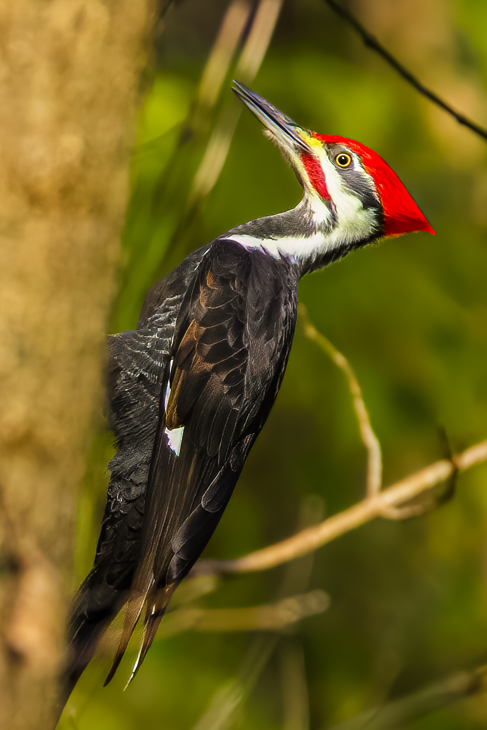 Pileated Woodpecker, Busch Conservation Area