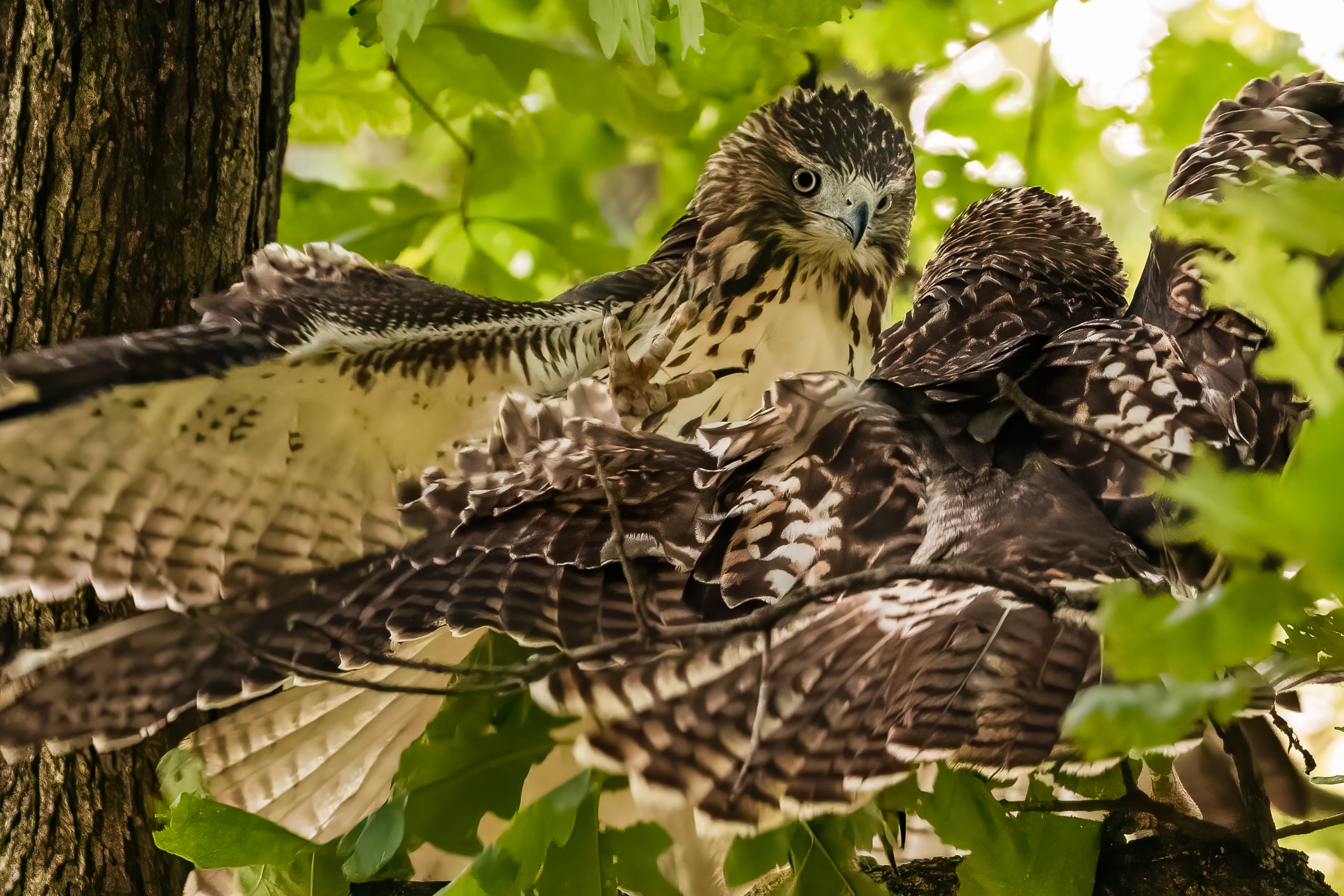 Red-tailed Hawks, Tower Grove Park