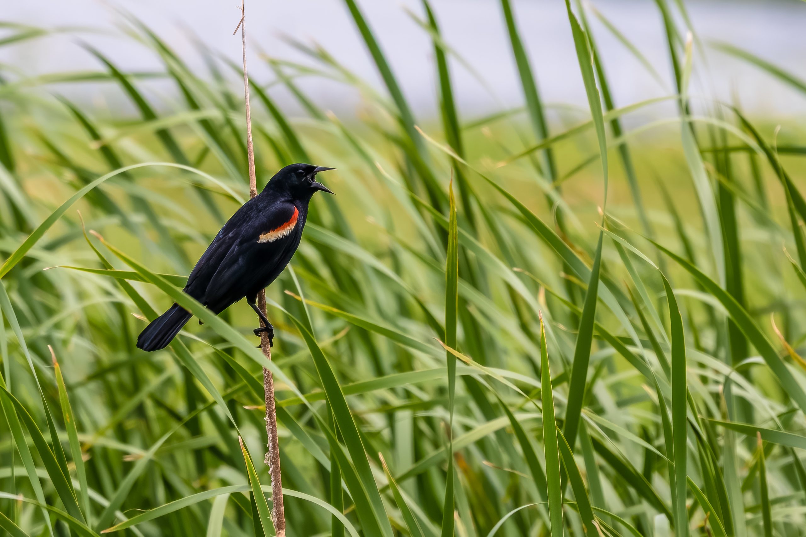Red-winged Blackbird, Eagle Bluffs