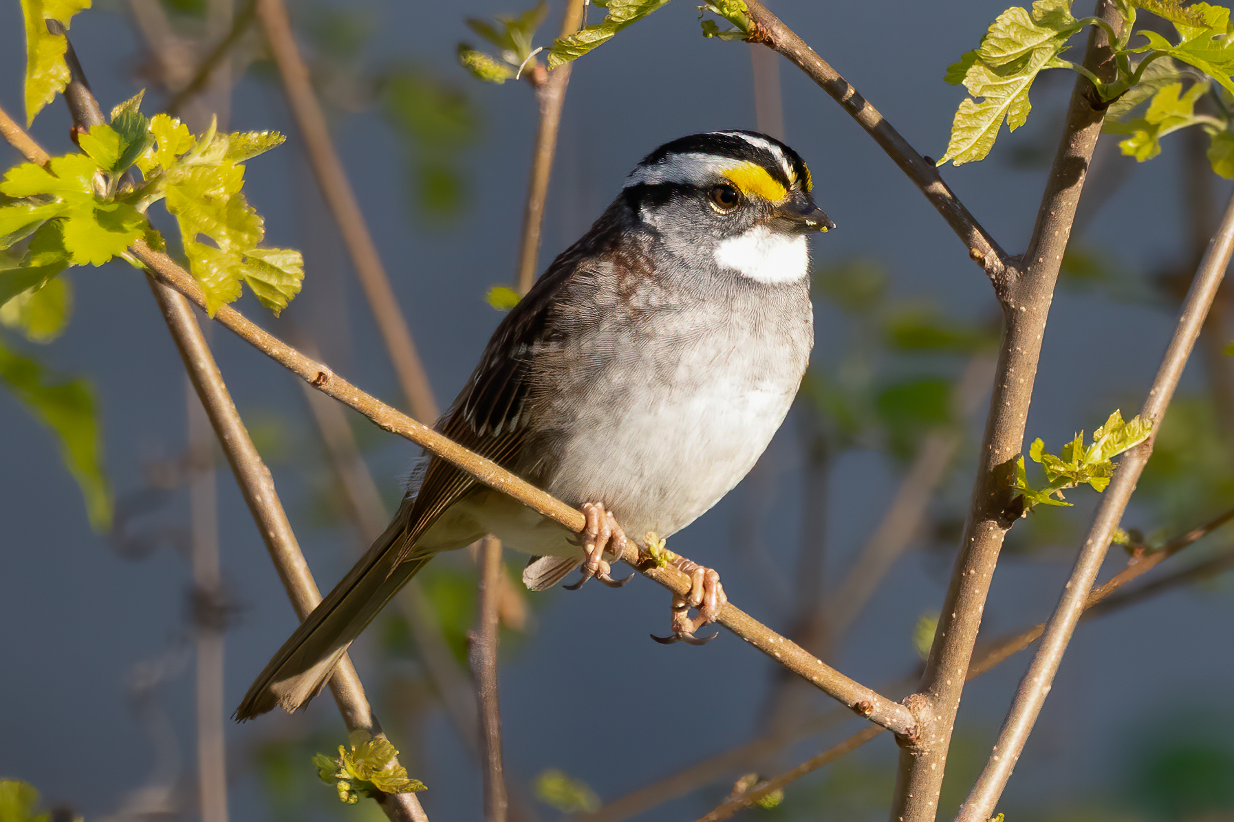 White-throated Sparrow, Smiley Feeders