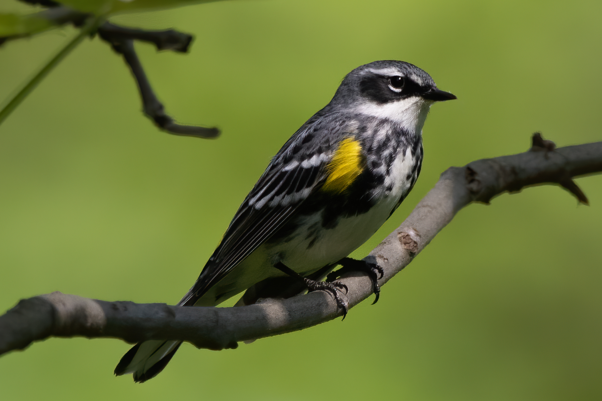 Yellow-rumped Warbler, Forest Park