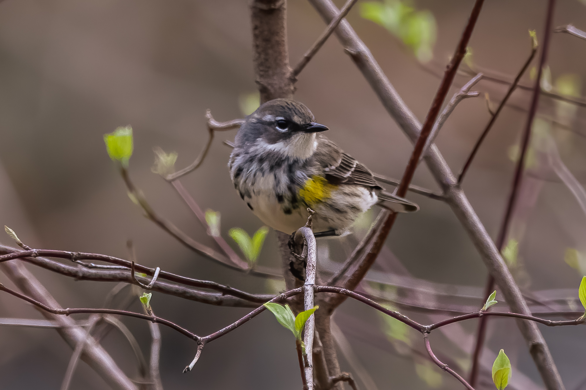 Yellow-rumped Warbler, Tower Grove Park