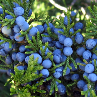 Juniper Berries