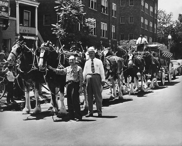 Clydesdales at Pat's