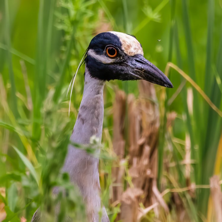 Yellow-crowned Night Heron, Forest Park