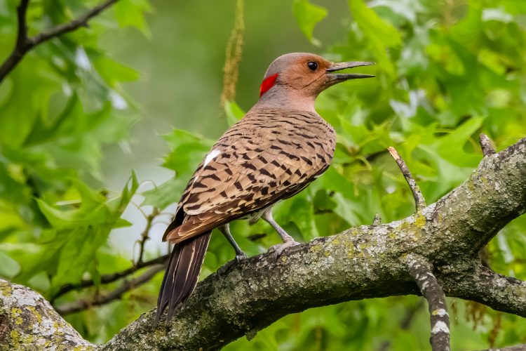 Northern Flicker, Carondelet Park