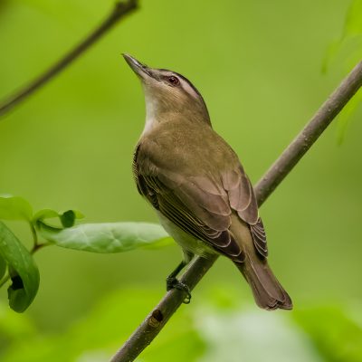Red-eyed Vireo, Forest Park