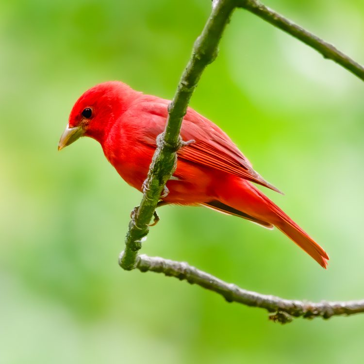 Summer Tanager, Forest Park