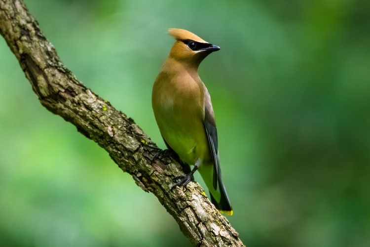 Cedar Waxwing, Tower Grove Park