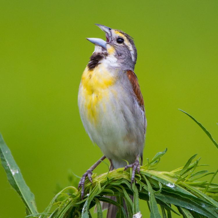 Dickcissel, Columbia Bottom CA