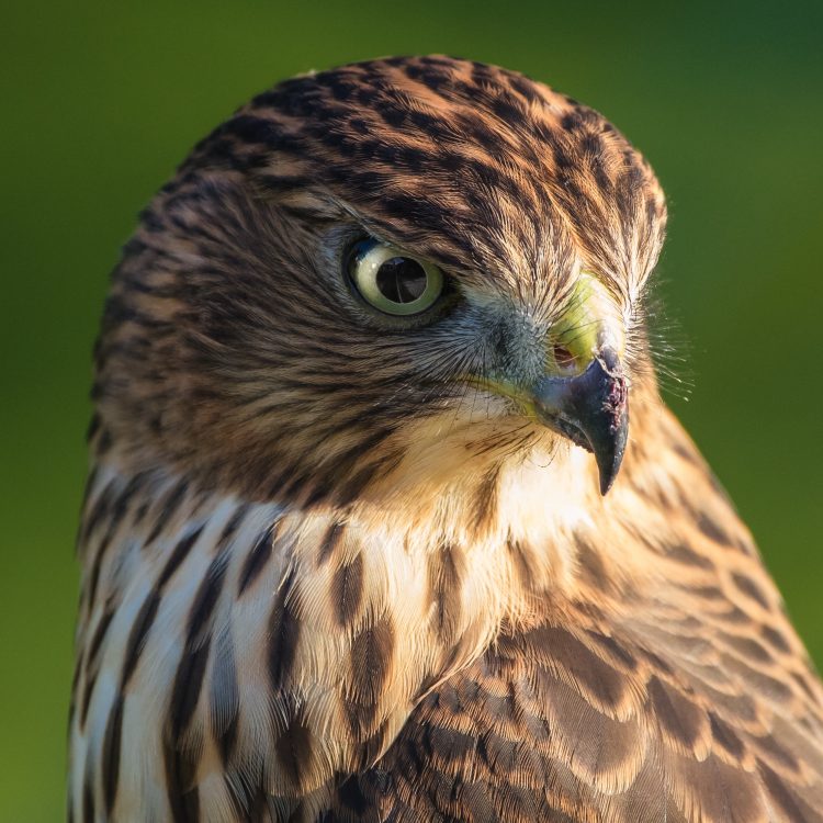 Cooper&#039;s Hawk, Smiley Feeders
