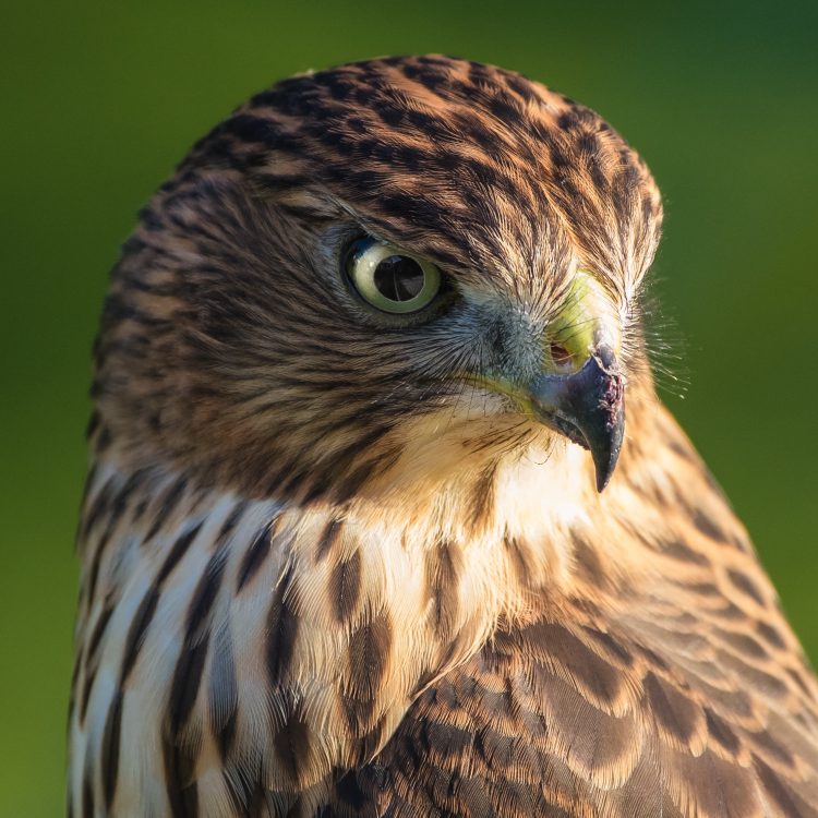 Cooper's Hawk, Smiley Feeders