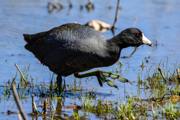 American Coot, Little Creve Coeur Marsh