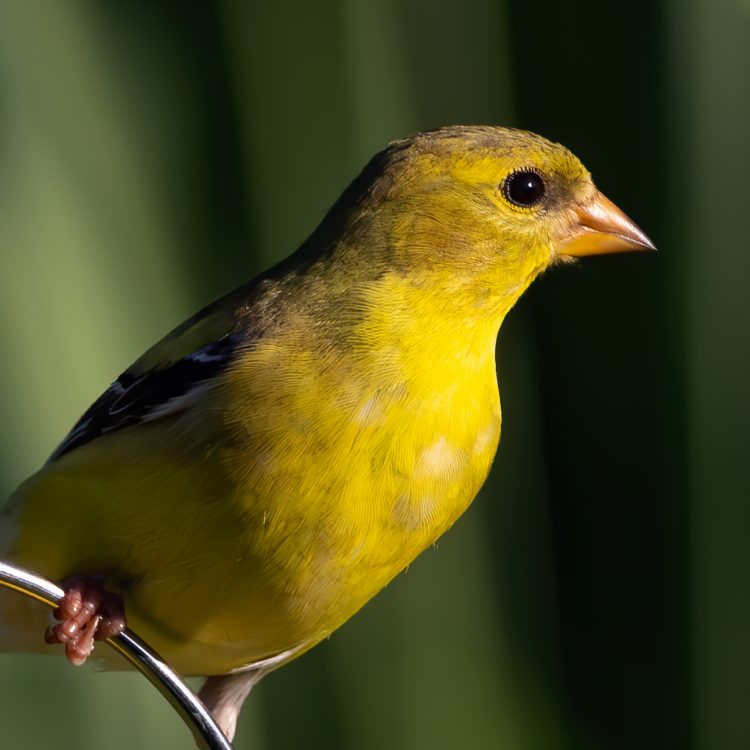 American Goldfinch, Smiley Feeders