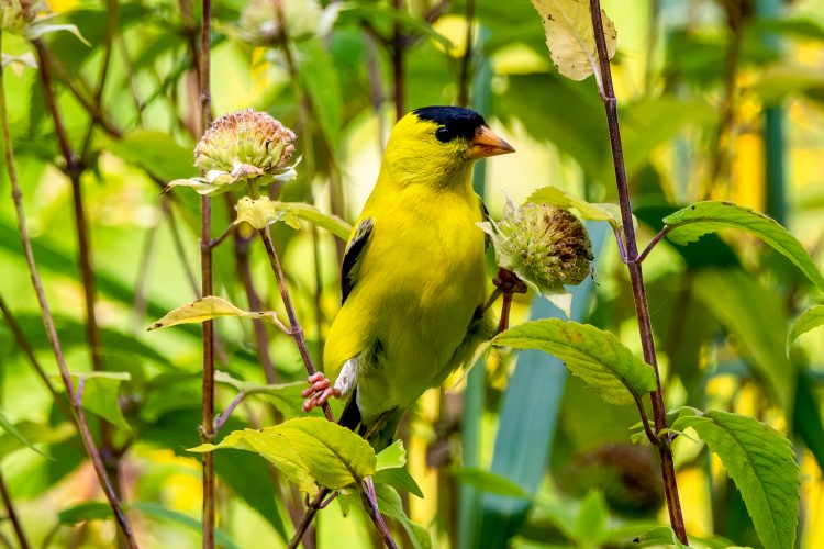 American Goldfinch, Tower Grove Park