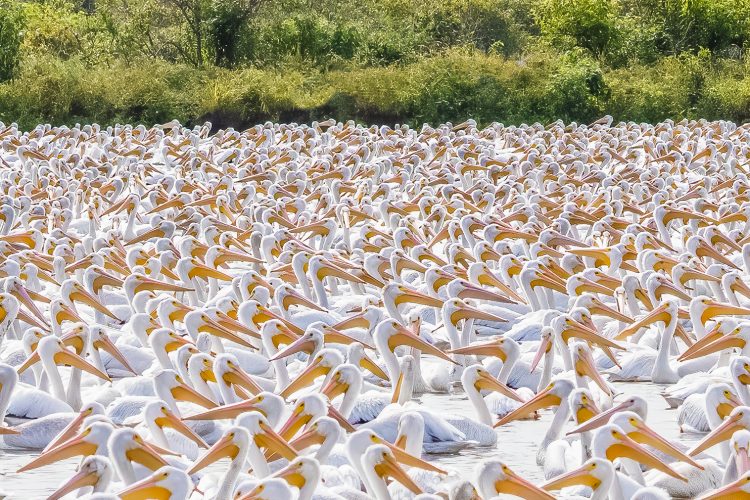 American White Pelicans, BK Leach