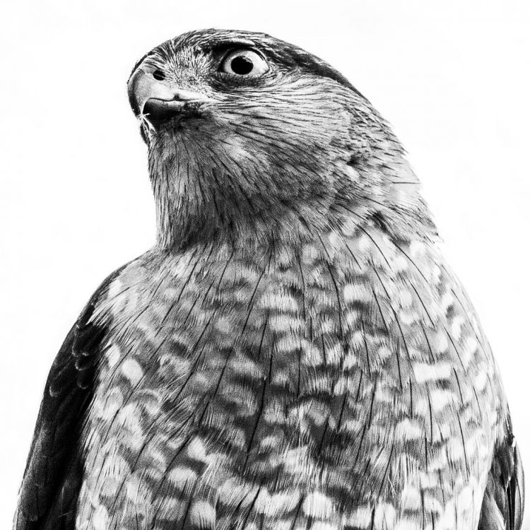 Cooper&#039;s Hawk, Campbell House Museum