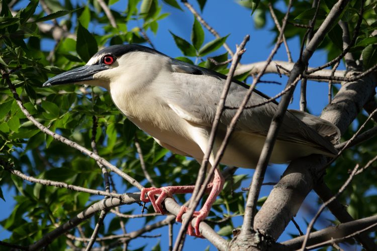 Black-crowned Heron, St. Louis City