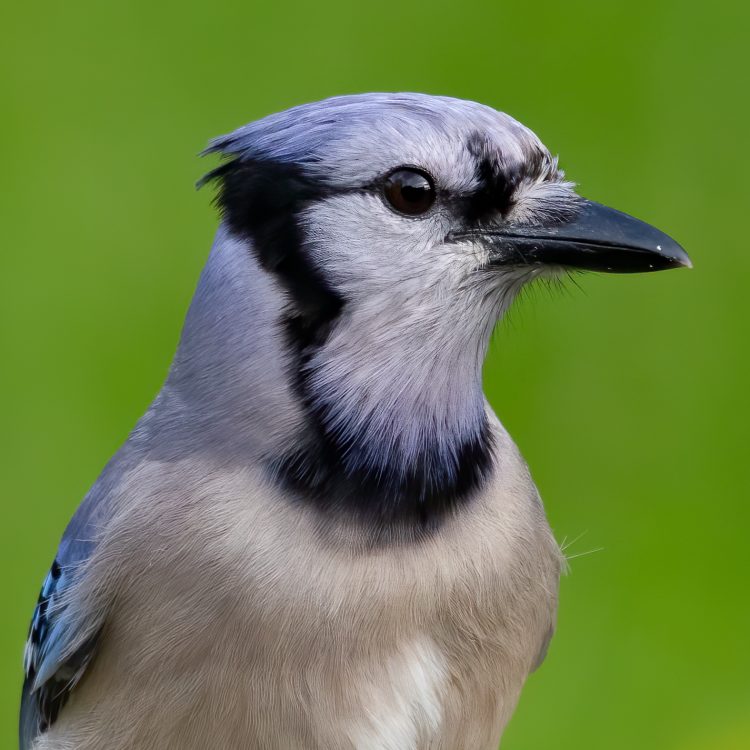 Blue Jay, Smiley Feeders