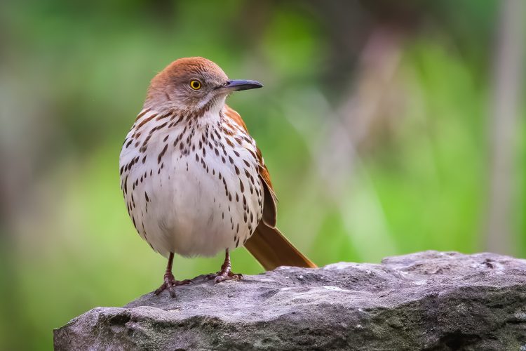 Brown Thrasher, Tower Grove Park