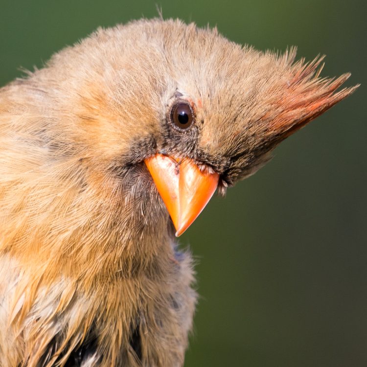 Northern Cardinal, Smiley Feeders