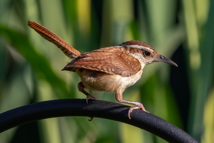 Carolina Wren, Smiley Feeders