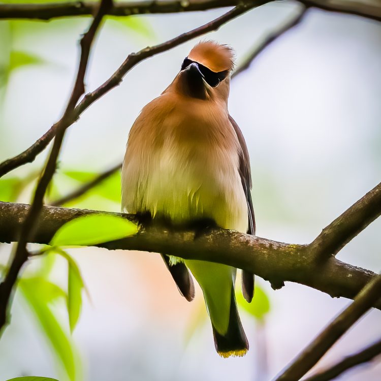 Cedar Waxwing, Tower Grove Park