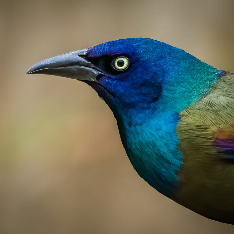 Common Grackle, Smiley Feeders