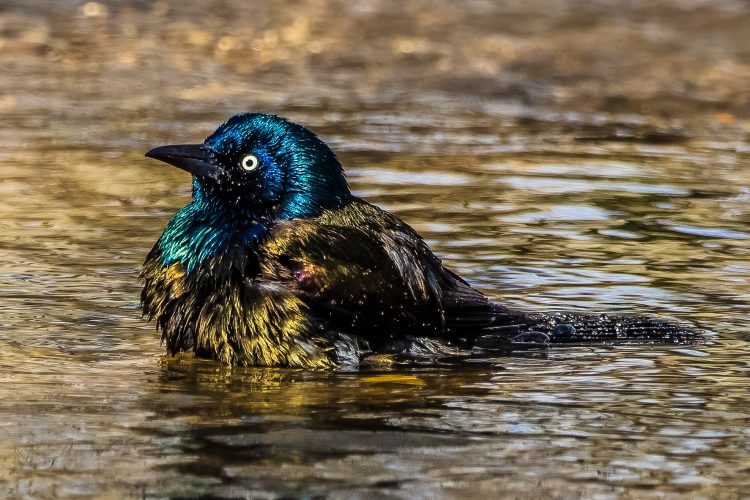 Common Grackle, Tower Grove Park