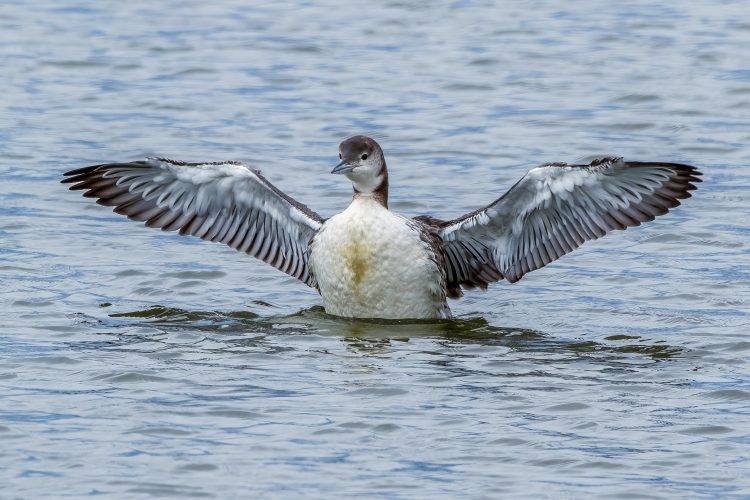 Common Loon, Riverlands