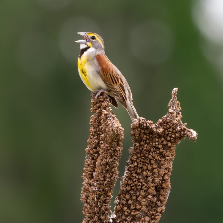 Dickcissel, Eagle Bluffs