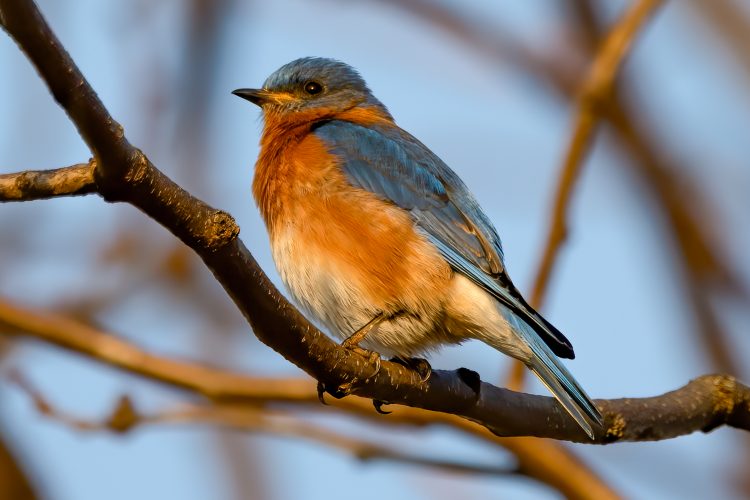 Eastern Bluebird, Creve Coeur Lake