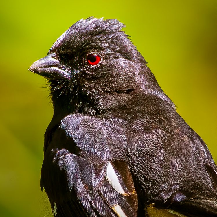 Eastern Towhee, Tower Grove Park