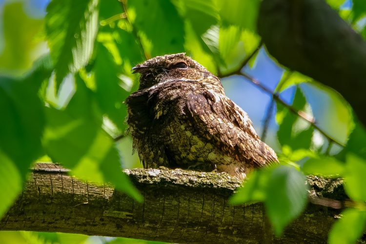 Eastern Whip-poor-will, Tower Grove Park