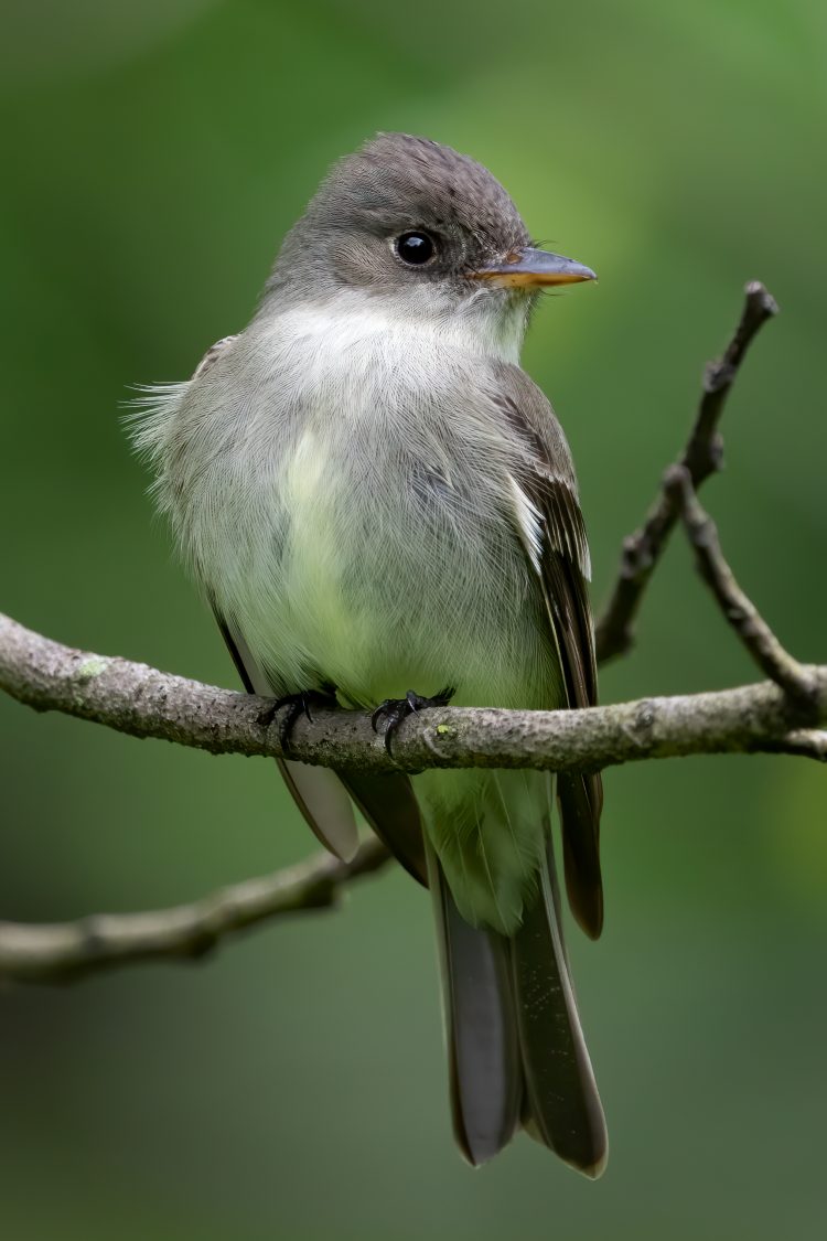 Eastern Wood-pewee, Tower Grove Park