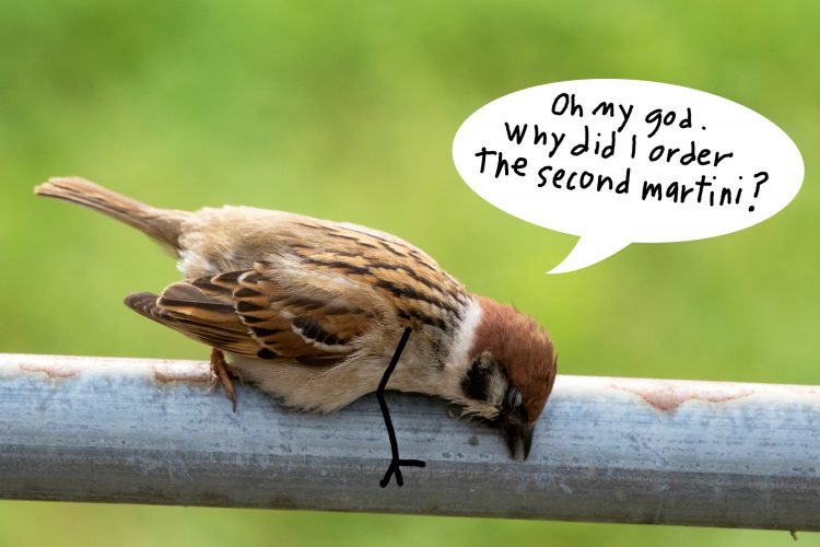 Eurasian Tree Sparrow, Smiley Feeders