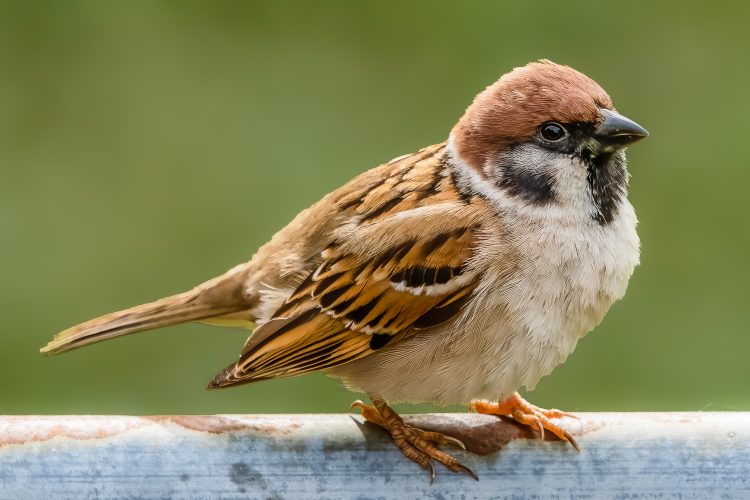 Eurasian Tree Sparrow, Smiley Feeders