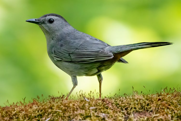 Gray Catbird, Forest Park