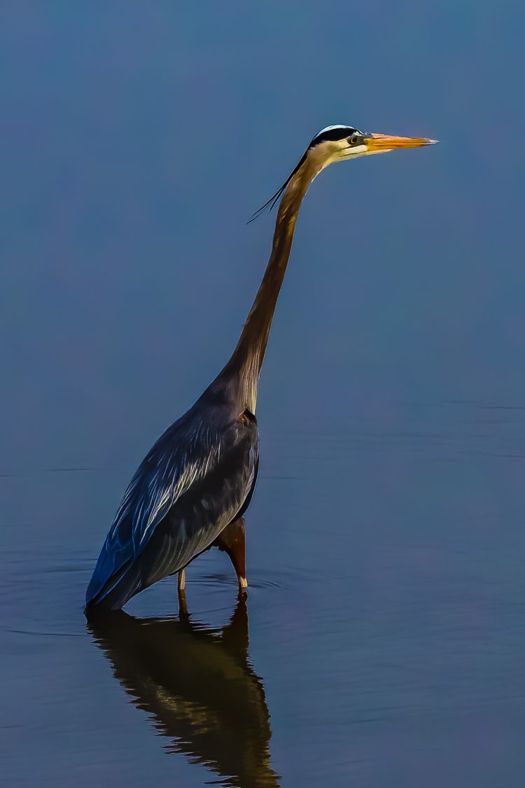 Great Blue Heron, Riverlands